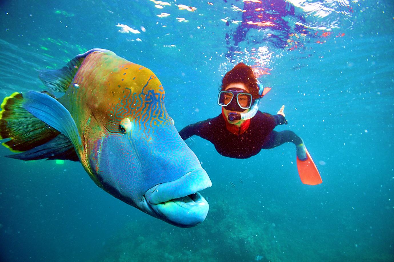 Buchcover - Foto von Kind mit Taucherbrille zu einem exotischen Fisch tauchend