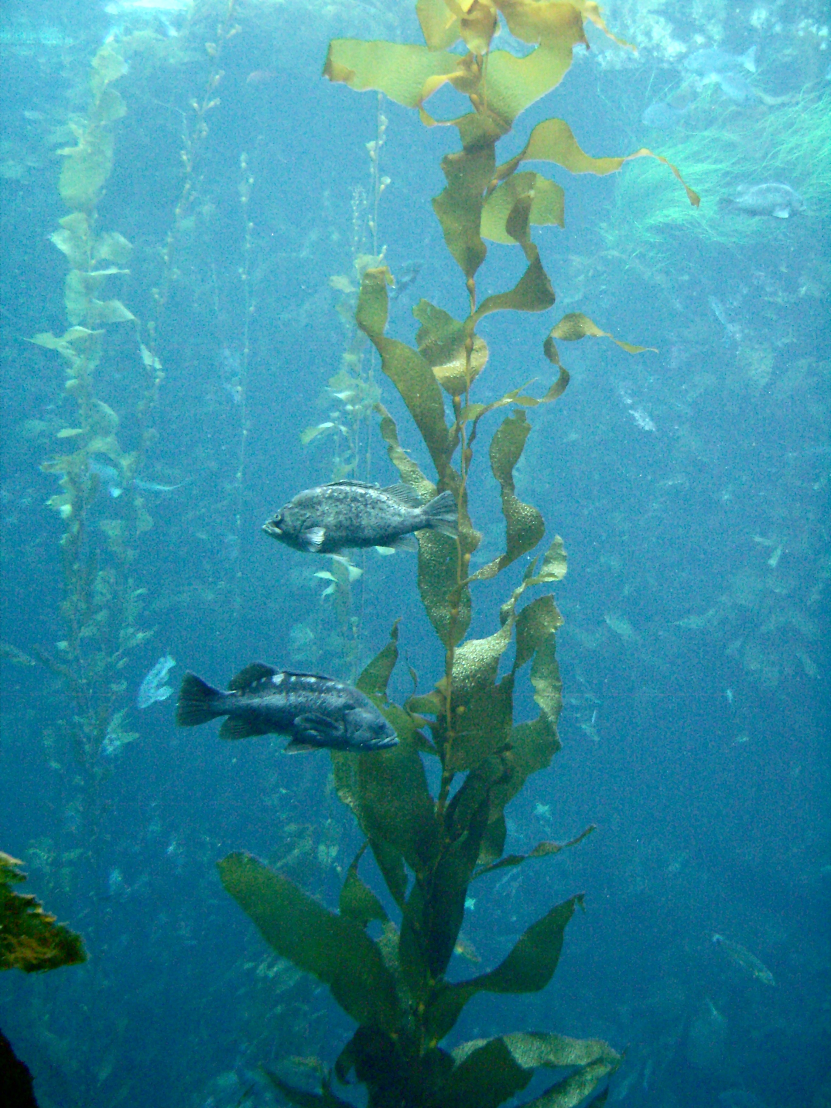 Foto - Zwei Fische in einem Aquarium